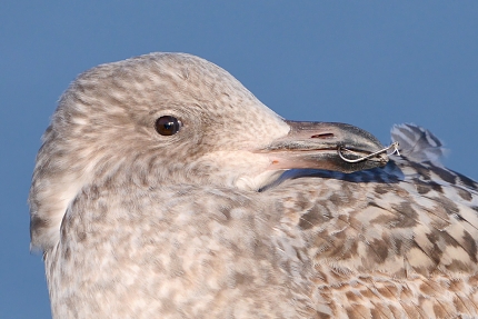 jonge zilvermeeuw (larus argentatus) 2-2019 8162